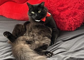 Rescued from Hardship, Destined for Stardom: The Epic Saga of Sir Hamilton, Feline of Wonder